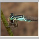 Ischnura elegans - Grosse Pechlibelle 12.jpg